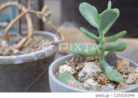 玄関先に置いた多肉植物 玄関先に置いた多肉植物 125816349