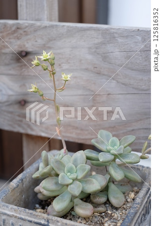 玄関先に置いた多肉植物 125816352