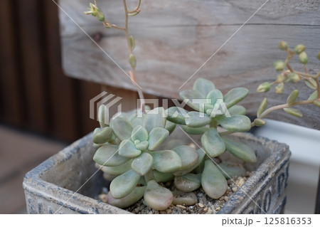玄関先に置いた多肉植物 125816353