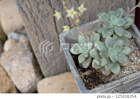 玄関先に置いた多肉植物 125816354