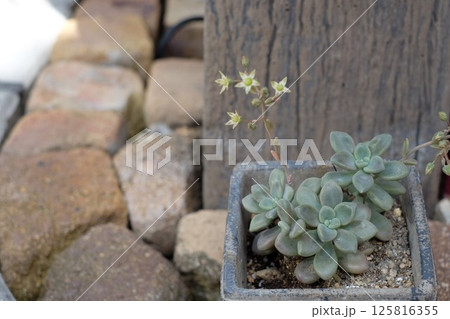 玄関先に置いた多肉植物 125816355
