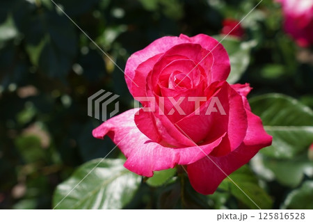 晴れの日の美しい薔薇 125816528