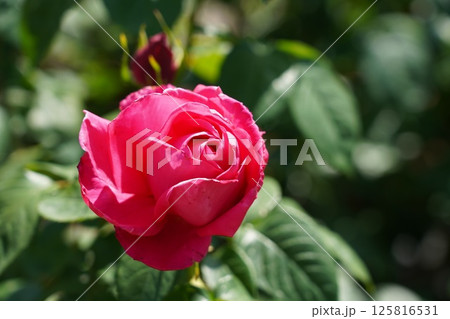 晴れの日の美しい薔薇 125816531