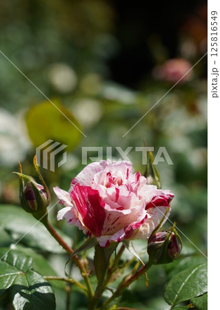 晴れの日の美しい薔薇 125816549