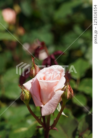 晴れの日の美しい薔薇 125816554