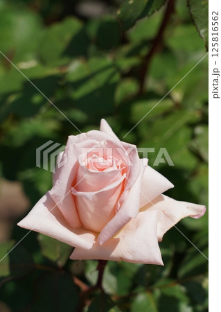 晴れの日の美しい薔薇 125816562