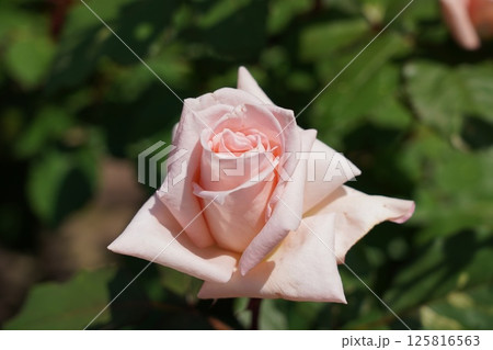 晴れの日の美しい薔薇 125816563