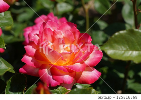 晴れの日の美しい薔薇 125816569
