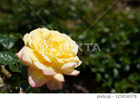 晴れの日の美しい薔薇 晴れの日の美しい薔薇 125816579