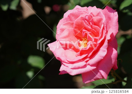 晴れの日の美しい薔薇 125816584