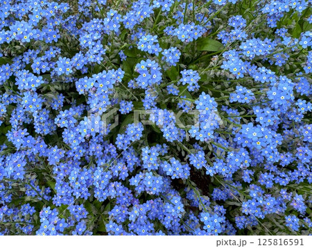 エゾムラサキ 125816591