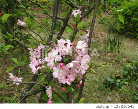 桃の木の桃色の花 125816645