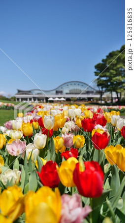 宮崎県宮崎市のフローランテ宮崎のチューリップ 125816835