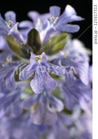 満開のアジュガのマクロ写真 満開のアジュガのマクロ写真 125817313