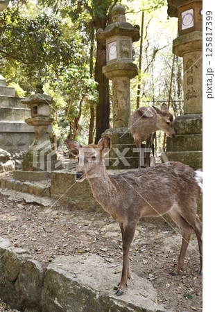 奈良公園の鹿 奈良公園の鹿 125817399