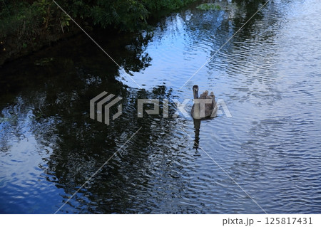 コッツウォルズの風景（Bibury） 125817431