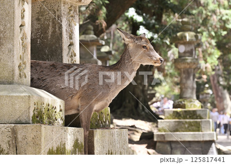奈良公園の鹿 125817441