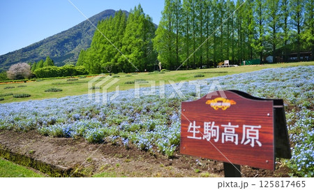 宮崎県小林市の生駒高原のネモフィラ 125817465