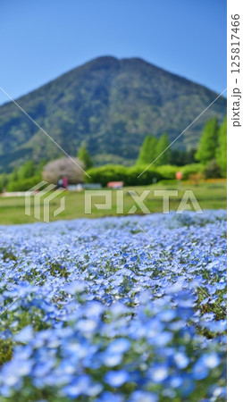 宮崎県小林市の生駒高原のネモフィラ 125817466