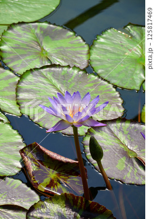 鮮やかに咲き誇る薄紫色の熱帯スイレン 鮮やかに咲き誇る薄紫色の熱帯スイレン 125817469
