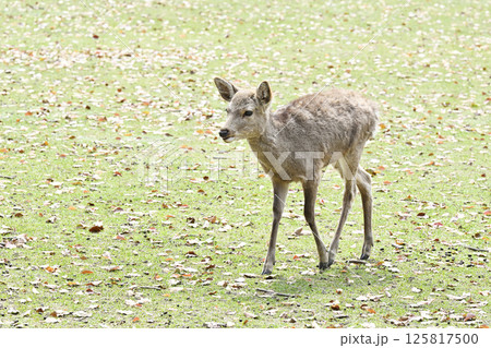 奈良公園シカ 奈良公園シカ 125817500