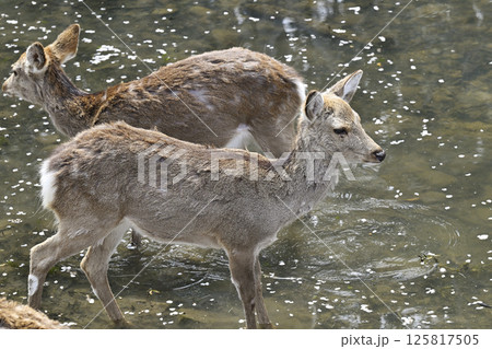 奈良公園シカ 奈良公園シカ 125817505