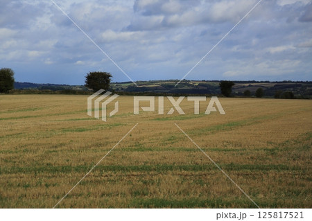 イギリスの田園風景 イギリスの田園風景 125817521