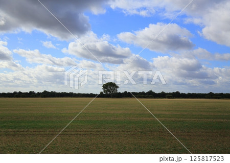 イギリスの田園風景 イギリスの田園風景 125817523