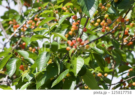 サクランボの木 125817758