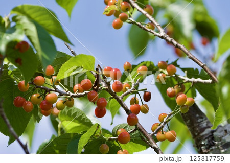 サクランボの木 125817759