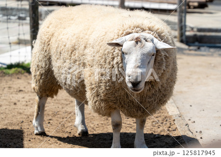 柵から顔を出す羊 125817945
