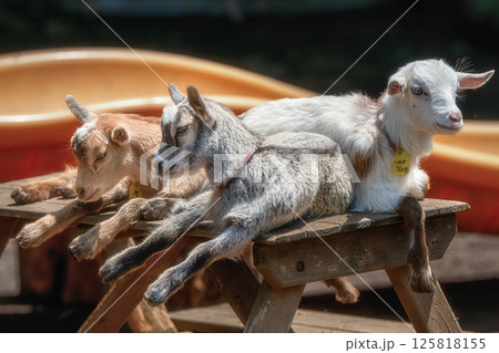子ヤギ 125818155