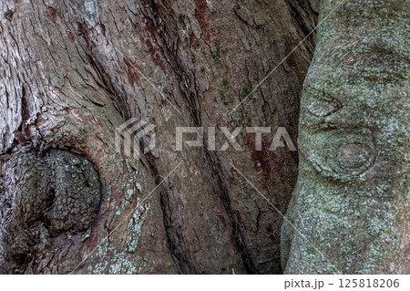 木肌の造形【背景素材】 125818206