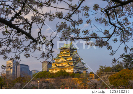 夕日に照らされる大阪城天守閣 桜咲く季節 夕日に照らされる大阪城天守閣 桜咲く季節 125818253