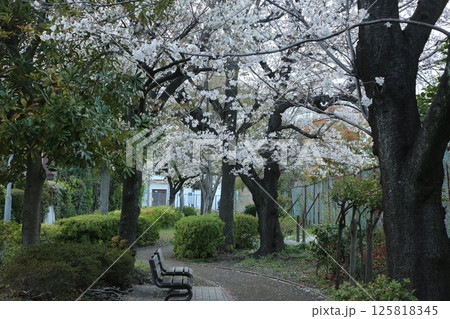 近所を歩いた 125818345