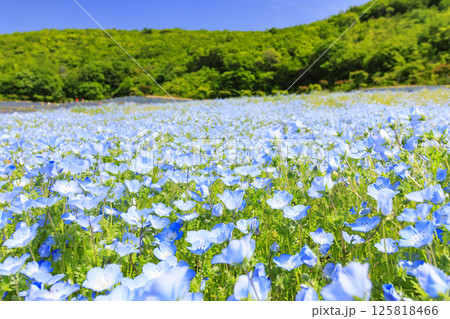 志摩観光農園　満開のネモフィラ 125818466