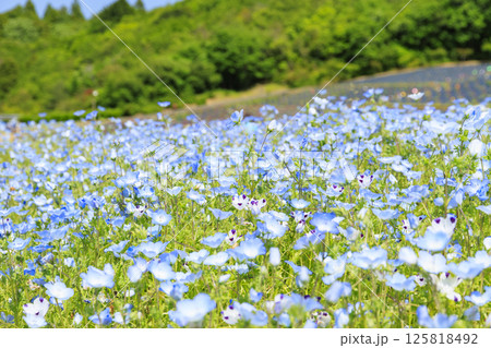 志摩観光農園　満開のネモフィラ 125818492