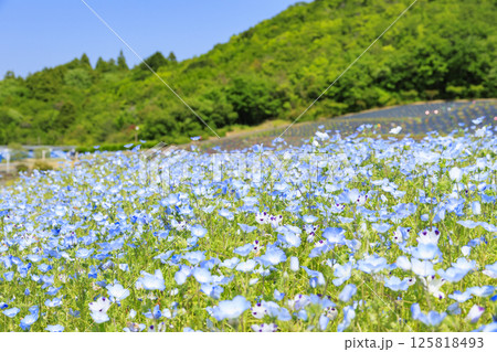 志摩観光農園　満開のネモフィラ 125818493