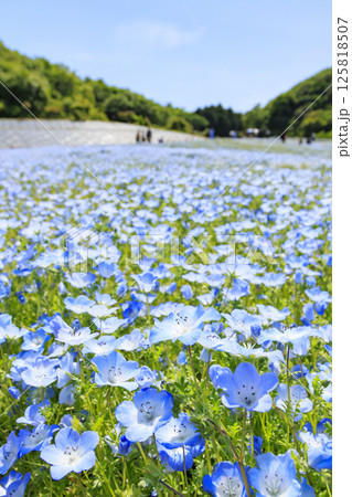志摩観光農園 満開のネモフィラ 志摩観光農園 満開のネモフィラ 125818507