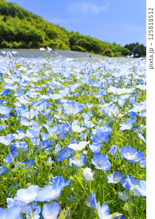 志摩観光農園　満開のネモフィラ 125818512