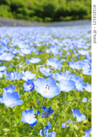 志摩観光農園 満開のネモフィラ 志摩観光農園 満開のネモフィラ 125818516