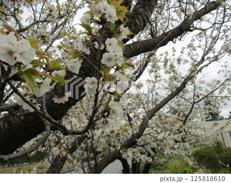 こじま花の会花畑桜並木の咲き誇るサクラ 125818610