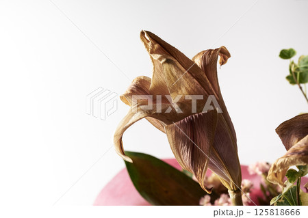 枯れた百合の花 125818666