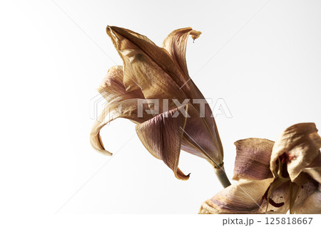 枯れた百合の花 125818667