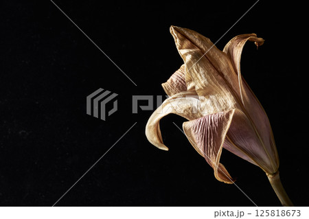 枯れた百合の花 枯れた百合の花 125818673