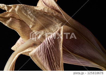 枯れた百合の花 125818678