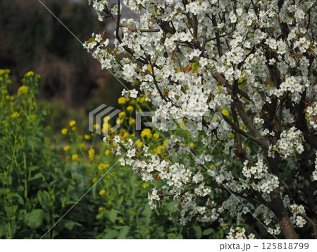 山梨の花 山梨の花 125818799