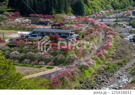 長野県阿智村 花桃咲き誇る里山の風景 長野県阿智村 花桃咲き誇る里山の風景 125818831
