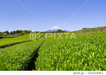 静岡県富士市今宮の茶畑 静岡県富士市今宮の茶畑 125818861
