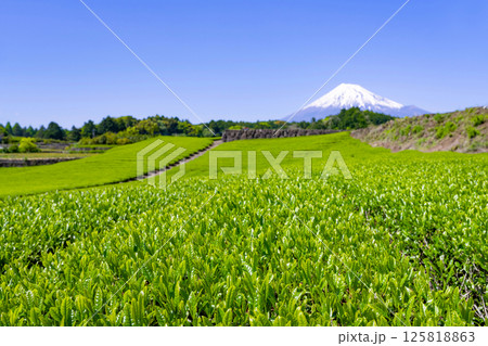 静岡県富士市今宮の茶畑 125818863